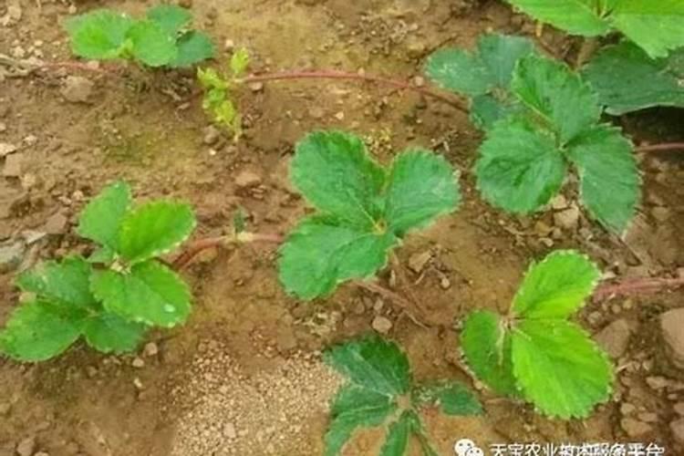 草莓叶子发红是什么原因