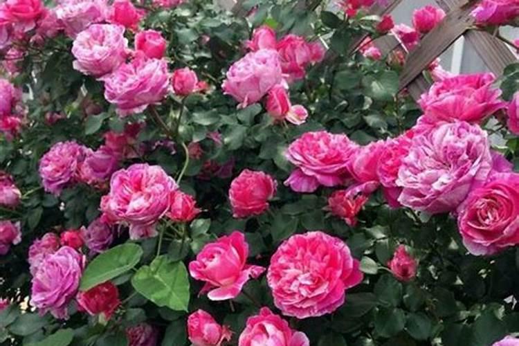 露地西瓜种植技术