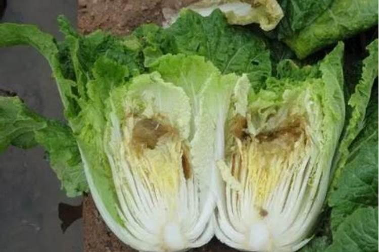 菜叶发黄是缺什么肥？