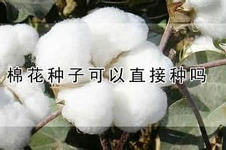 江苏省棉花亩高产是多少公斤