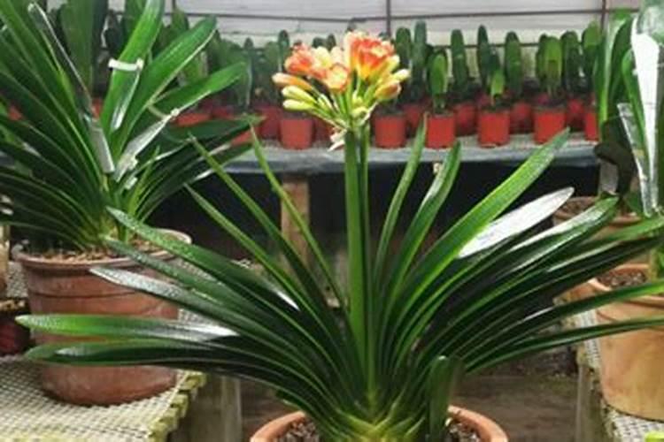 君子兰怎样浇水施肥