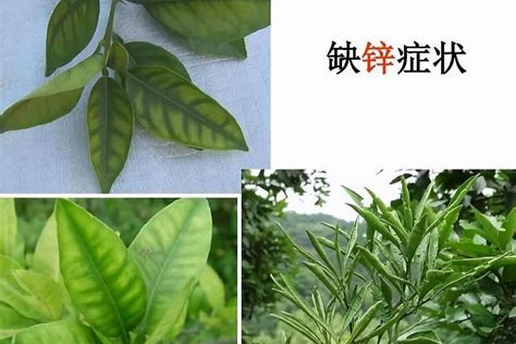大姜春天种植需要施什么肥？
