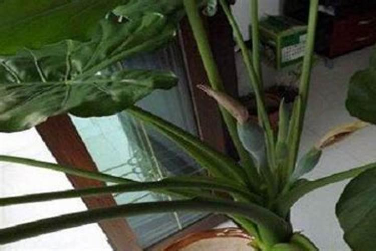 芋头膨大期用磷酸二氢钾喷叶面还是喷根好？