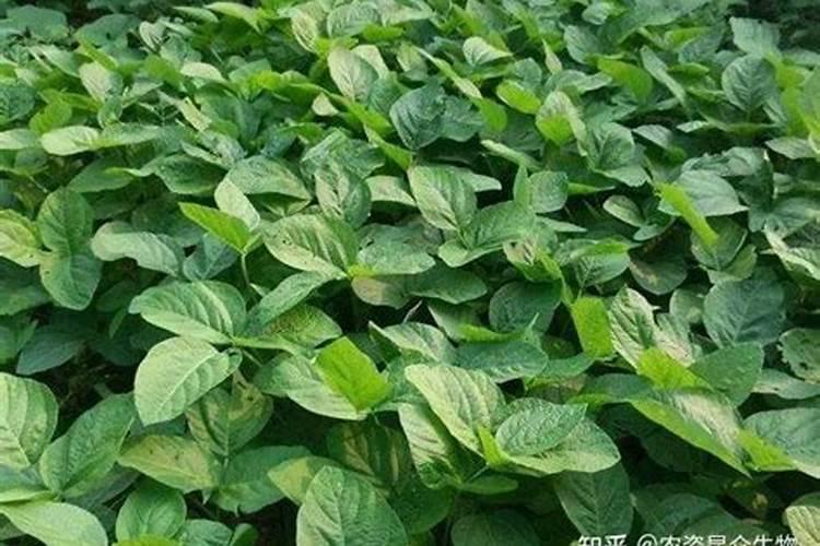 柿子树施肥最佳方法