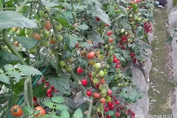 小番茄施什么肥最好