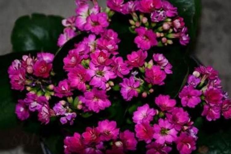 长寿花想要花开爆盆 教大家一个简单的小技巧