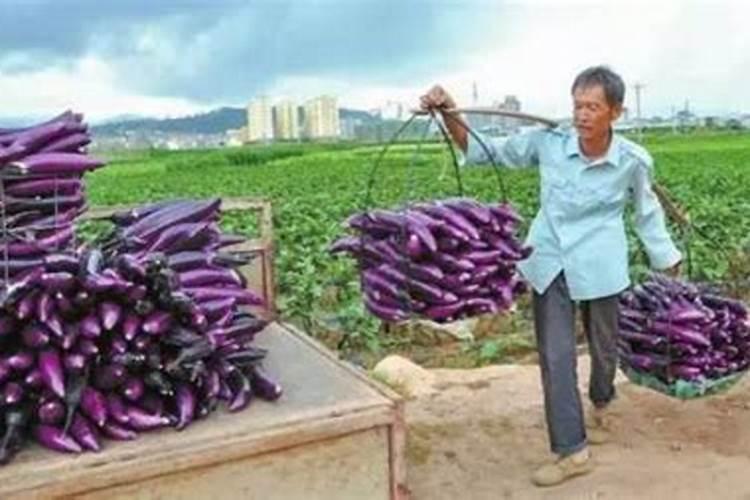 茄子如何快速膨果