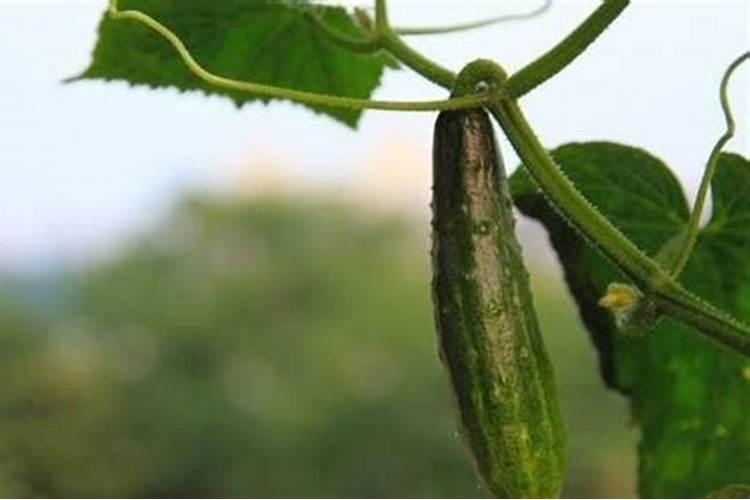 玫瑰花什么时候施肥