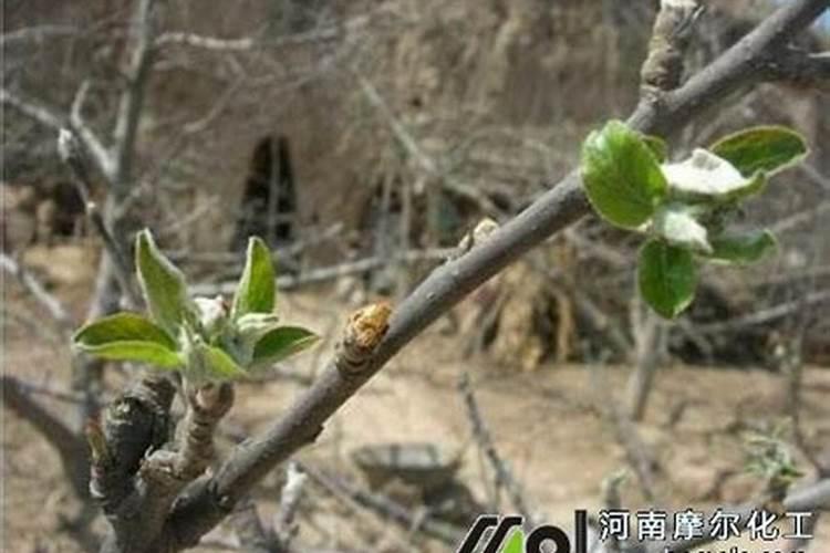 苹果树什么时候用水溶肥,怎么用最好