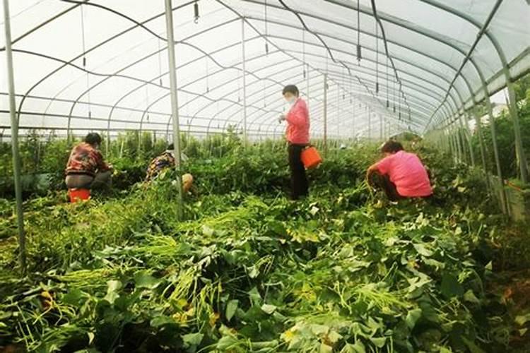 红薯上什么肥料长得又大又甜