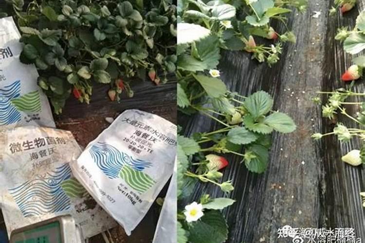 腐植酸水溶肥有哪些优点