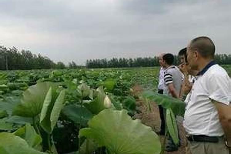 腐殖酸肥料的效果是什么？应该如何使用？