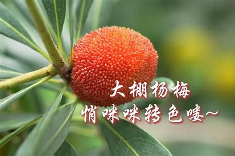 杨梅在幼果期、膨大期、转色期用什么肥料作根灌浇水有效果？