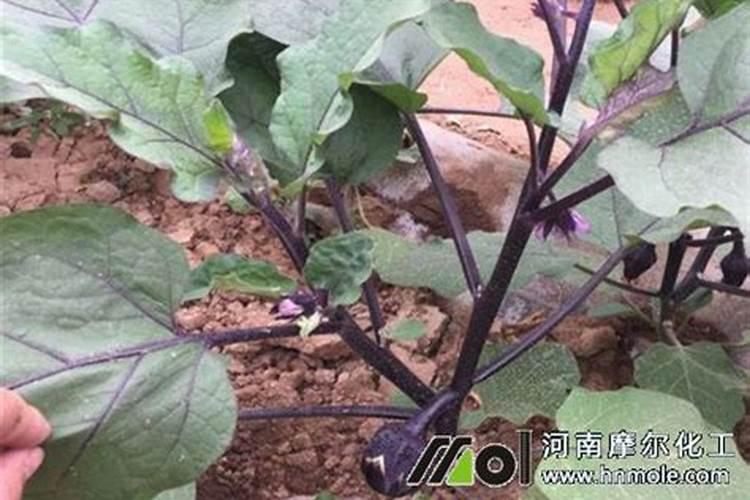 茄子苗移栽后多久施肥