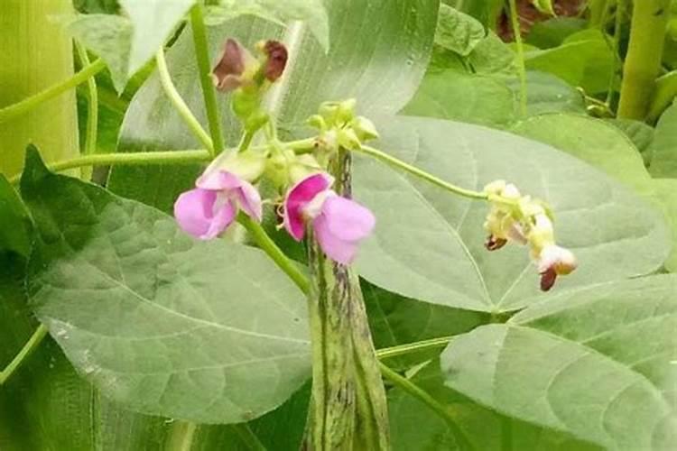 连阴天豆角落花有什么方法不落花吗？