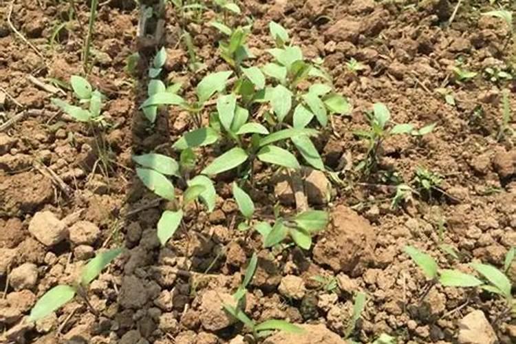 茄子移栽后几天施肥