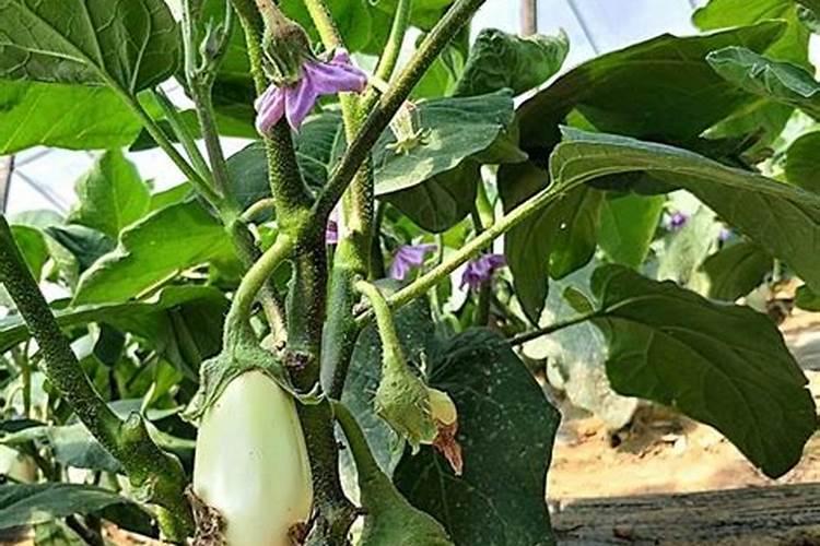 茄子移栽后几天施肥