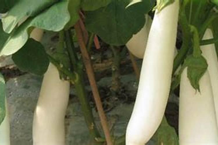 茄子移栽后几天施肥