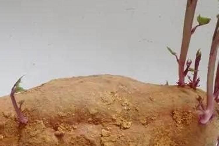 种红薯最忌三种肥料