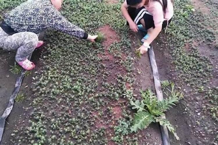 花生花叶病症状及防治方法