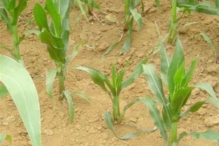 硼肥的用量、作用及使用方法