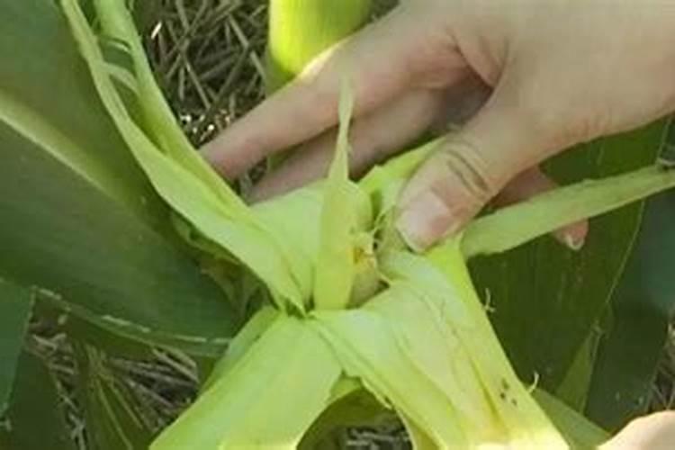 玉米控旺加硼肥可以吗？