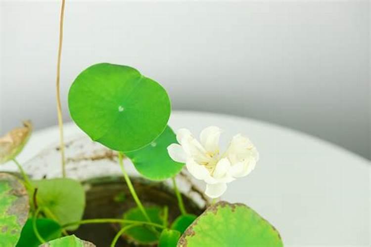 碗莲要开花需要施什么肥