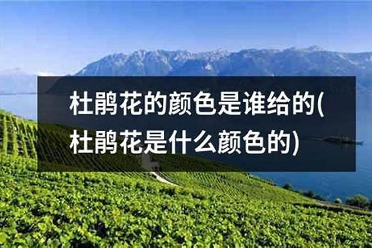 杜鹃花怎么养花蕾期施什么肥