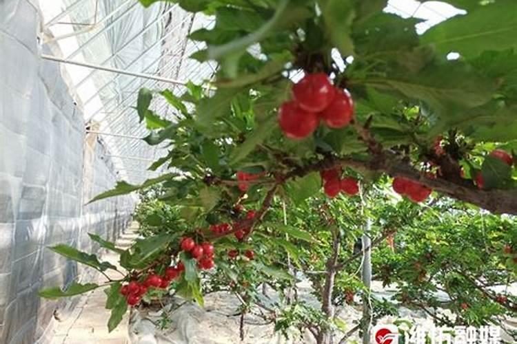大棚种的樱桃在花期建议冲什么肥？