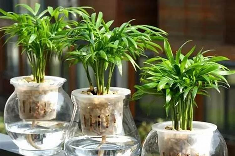 水培植物有哪些保养技巧需要注意？