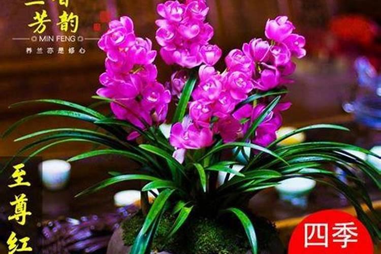 柴胡用什么化肥壮根