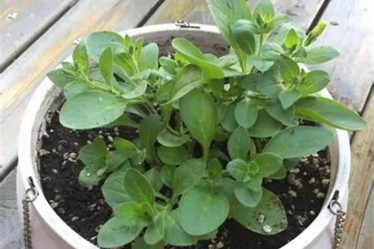 排名前十的微生物菌肥