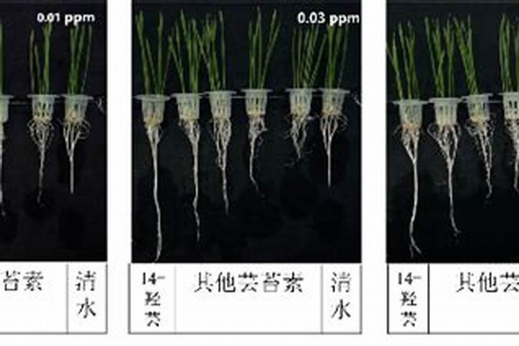 芸苔素内酯可以滴灌冲施吗一亩地冲是多少？