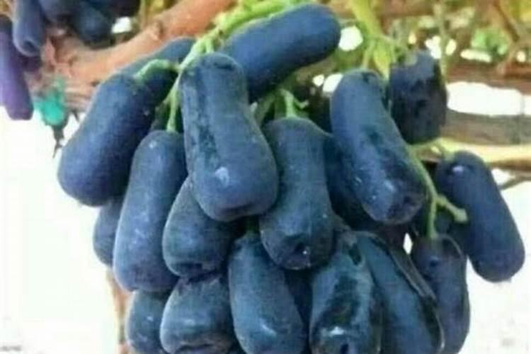 草莓施肥用什么肥料