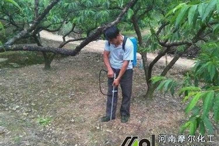 用施肥枪给早熟桃树施肥怎么操作？一般一棵大树用多少水肥？