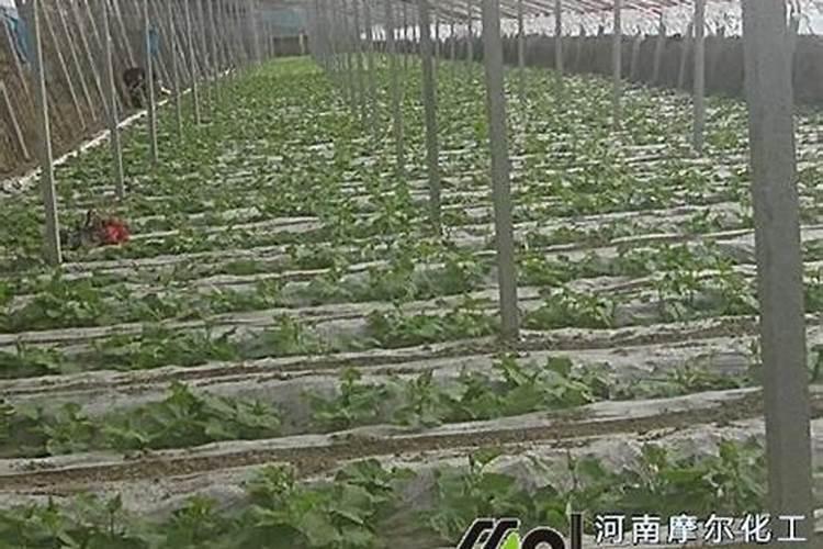 真正进口水溶肥品牌