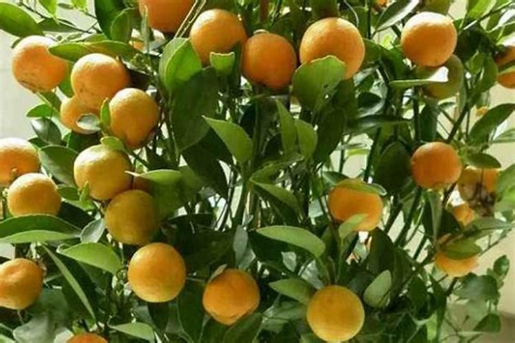 家里用什么做硼肥