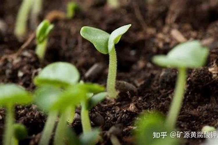 麻山药秧爬满架时施什么化肥