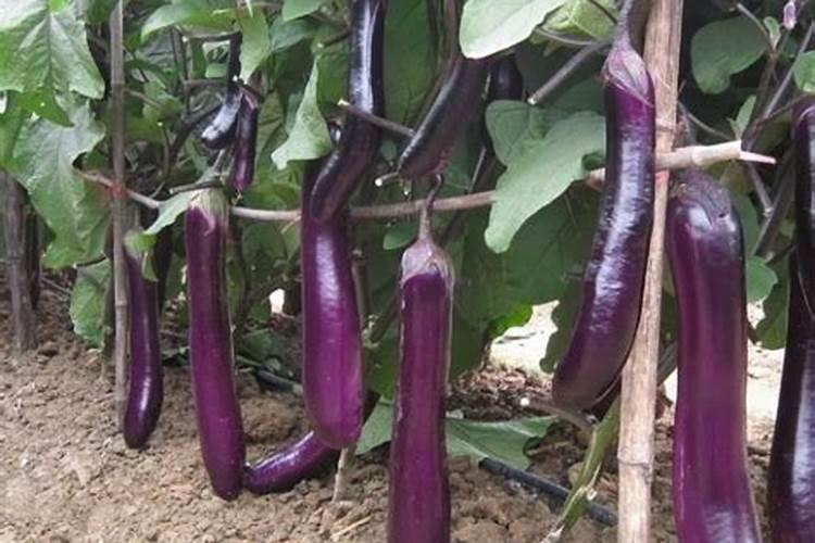 温室大棚茄果类蔬菜生理性病害都有哪些？如何防治？