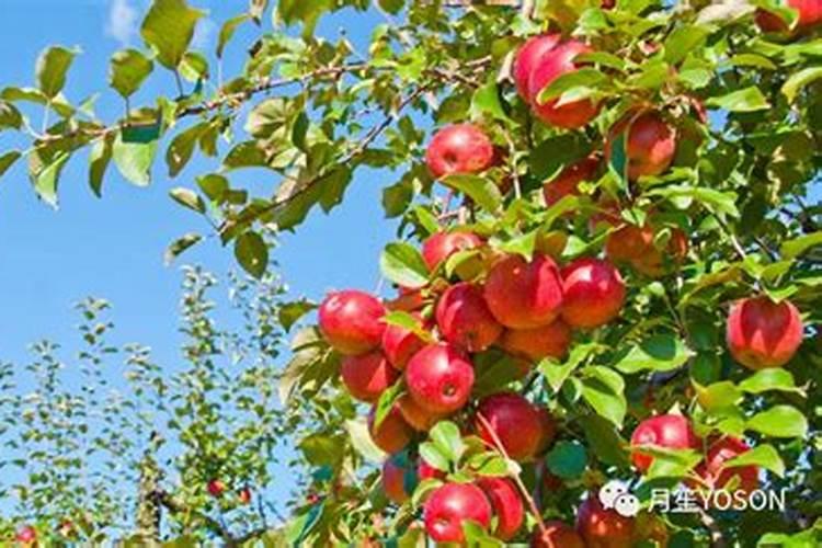 苹果树追肥用什么肥料