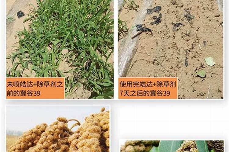 种植谷子施什么肥料好？