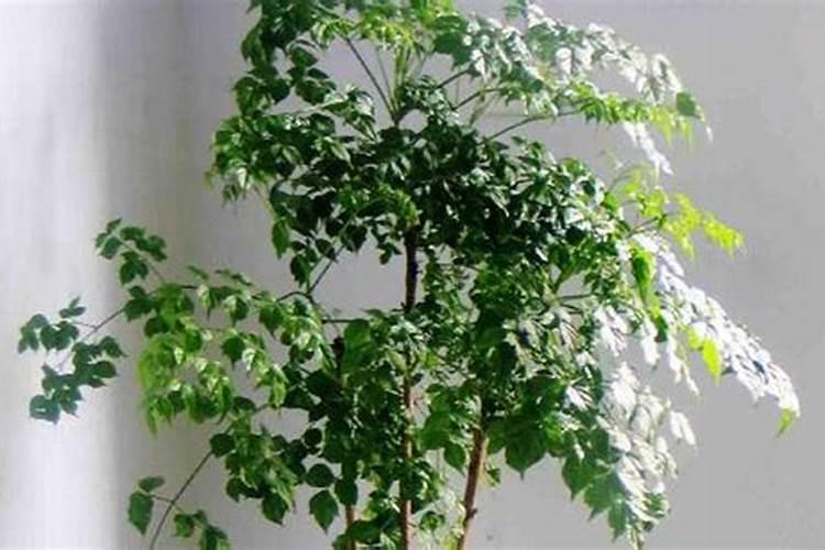 【化学肥料】化肥的主要成分是什么 化学肥料当中危害成分有哪些