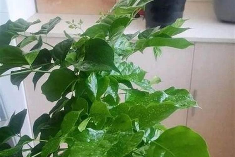 过麟酸钙肥枝子花能用吗？
