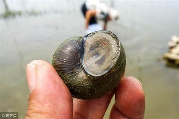 家庭养花要买什么肥料