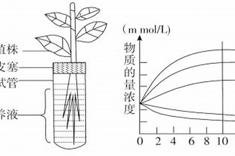 下图为用完全培养液栽培植物的实验装置图及培养过程中培养液里几种矿...