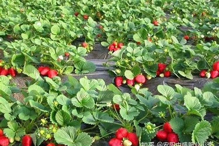 草莓空心病是什么原因引起的