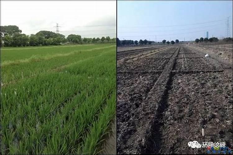 如何正确看待无麸质饮食