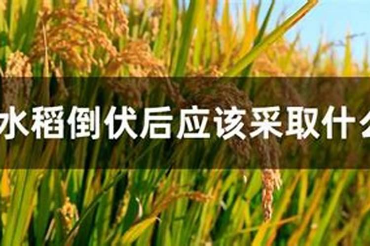 水稻倒伏是什么原因