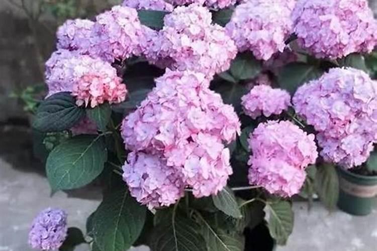 绣球花苗养殖方法