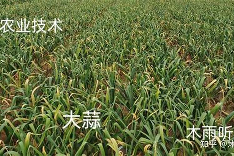 氮肥可以兑水浇花吗